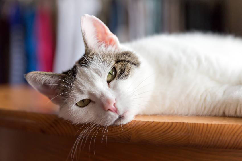 cat on the table