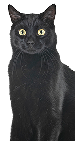 Black cat with big eyes