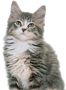 Gray furry cat