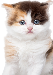 fluffy kitten
