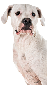white boxer dog