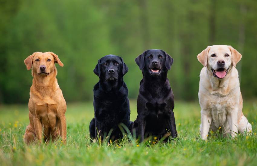 four labrador retriever dogs