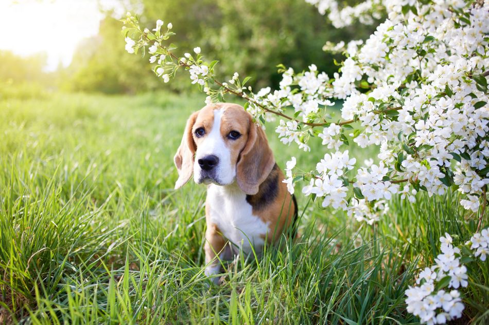 Beagle dog sitting by white blossoms in a sunny meadow.