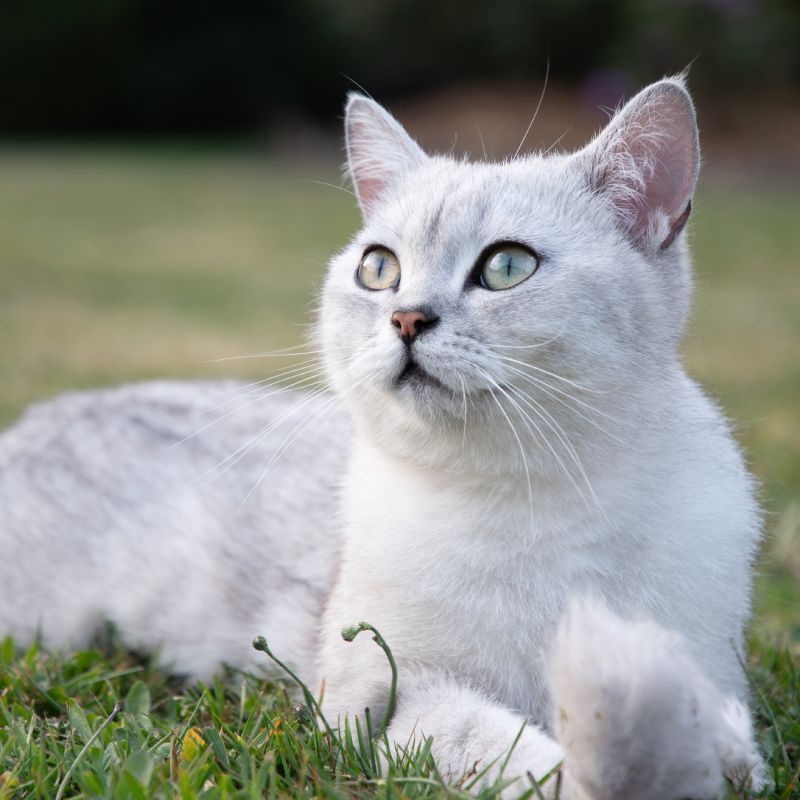 A white cat with vivid green eyes lying on grass.
