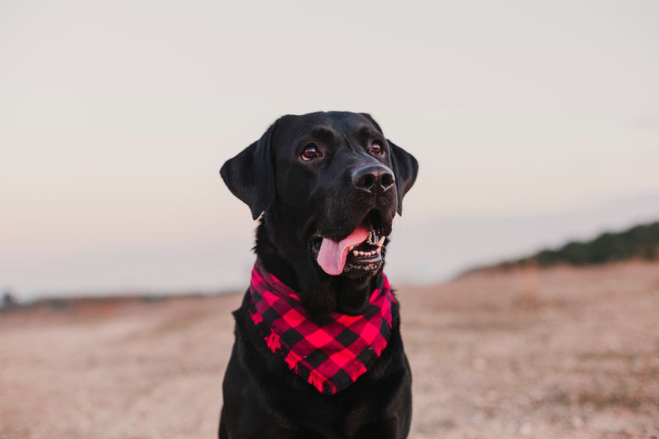 Black dog wearing a red and black bandana, panting happily in a desert landscape.