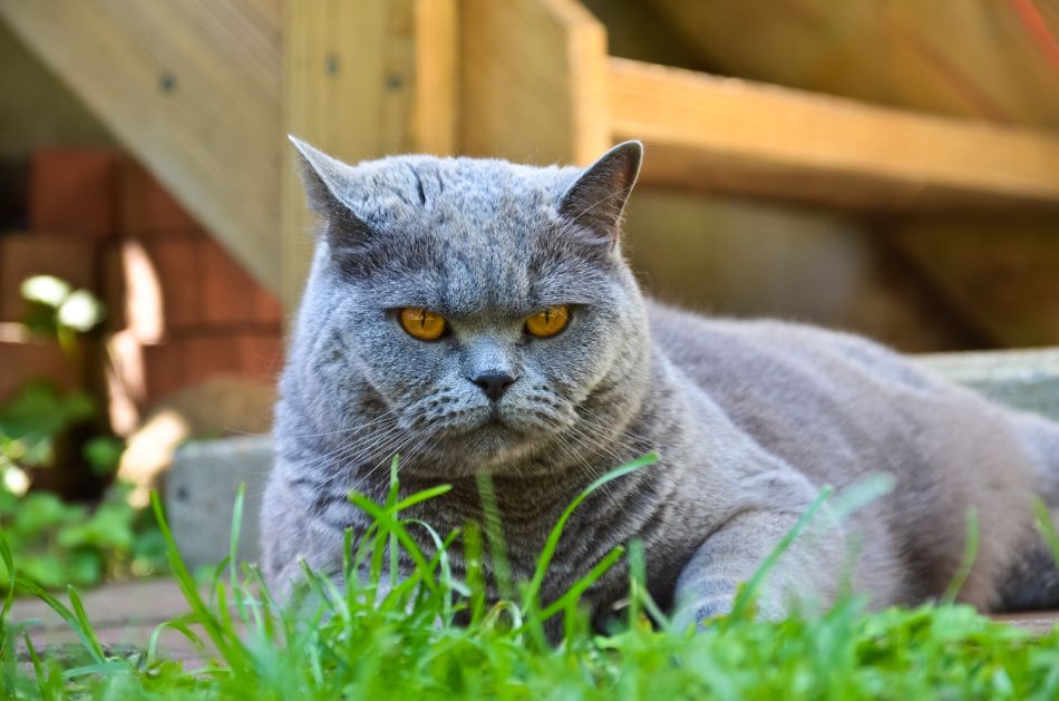 Gray British Shorthair cat with striking amber eyes lying in the garden.