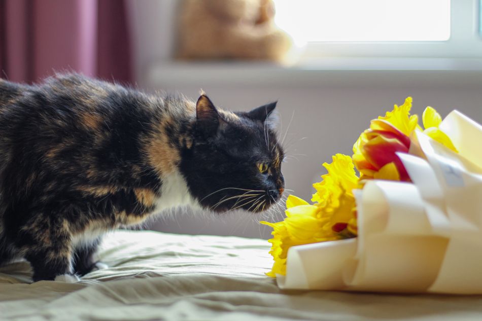A calico cat sniffs a bouquet of yellow and red tulips by a sunny window.