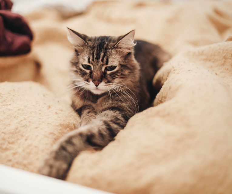 Tabby cat lounging on a beige blanket, looking slightly away from the camera.