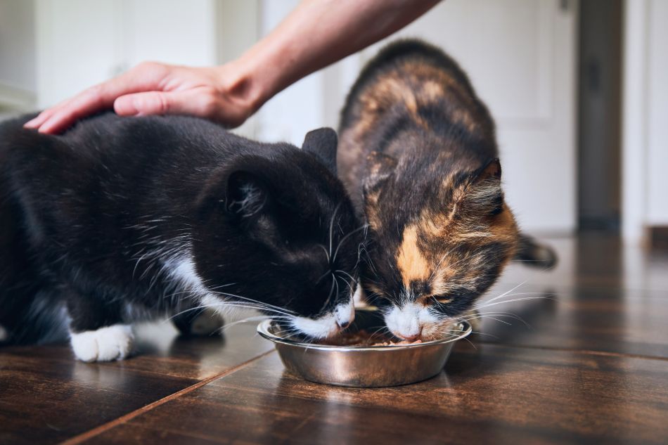 Two cats eating from a bowl while a person's hand pets one of them.