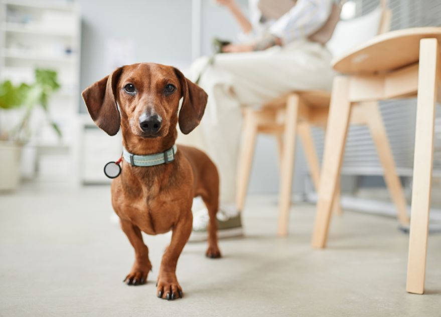 A dachshund standing in a brightly lit room with blurred figures seated in the background.