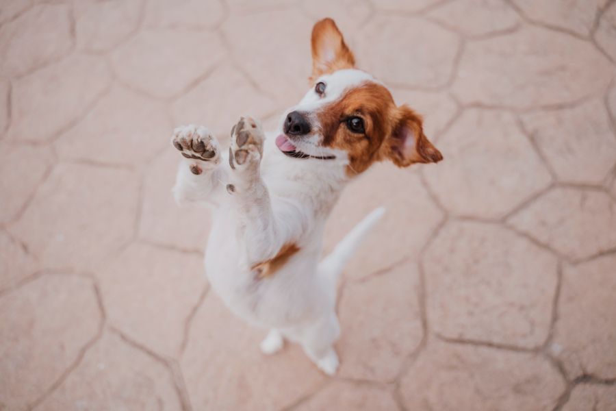 A playful brown and white dog standing on hind legs, looking up excitedly.
