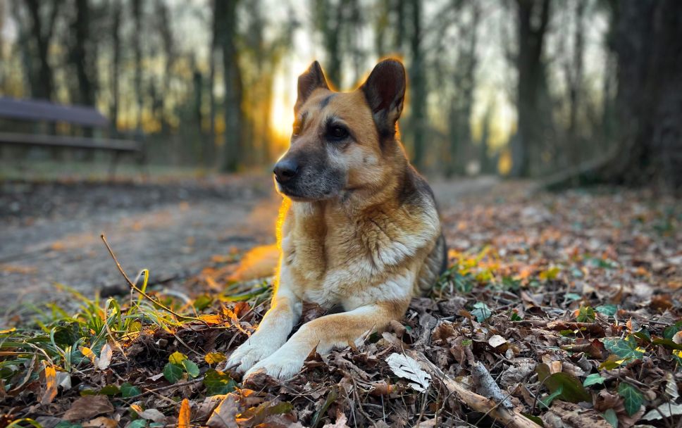 Dog resting among autumn leaves in a forest at sunset.