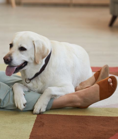 A white Labrador retriever lounging on a person's legs on a colorful rug.