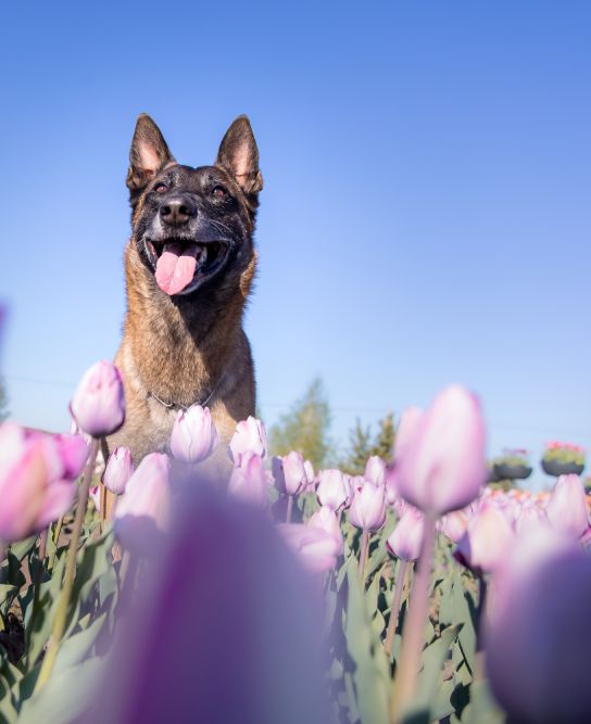A happy dog among purple tulips under a clear blue sky.
