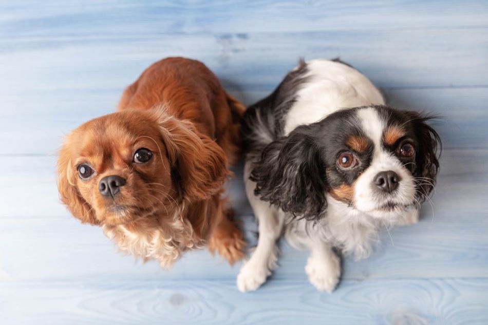 Two Cavalier King Charles Spaniels sitting on a blue wooden floor, looking up.