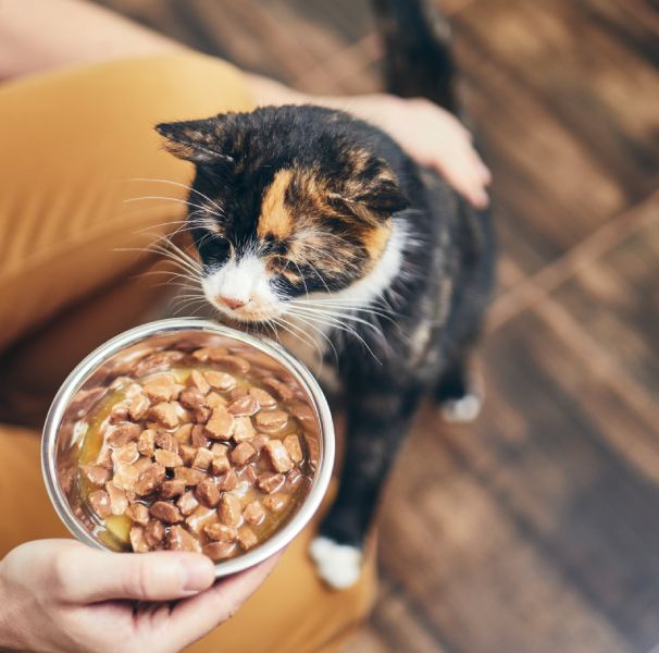 A person offers a bowl of cat food to a tricolor cat on a wooden floor.