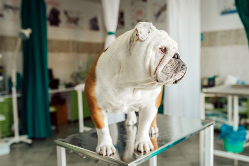English bulldog standing on a table in a veterinary clinic.