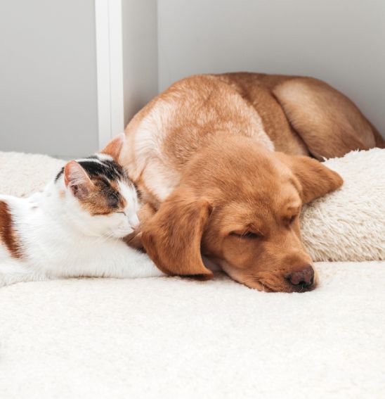 A cat and a dog sleeping together on a white fluffy mat.