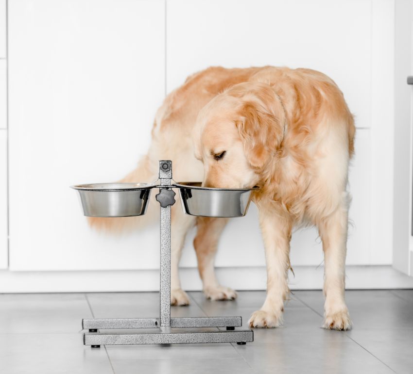 Golden retriever drinking from a raised double bowl in a modern kitchen.
