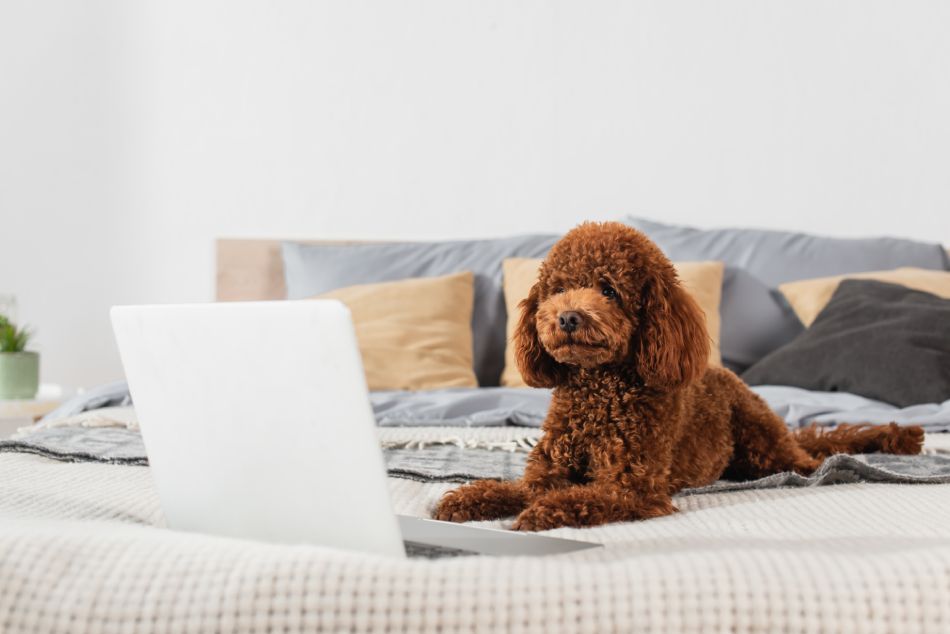 A brown poodle lying on a bed with a laptop in front.