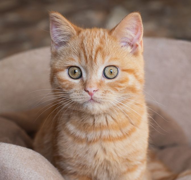 Orange kitten with large, round eyes sitting on a cushion.
