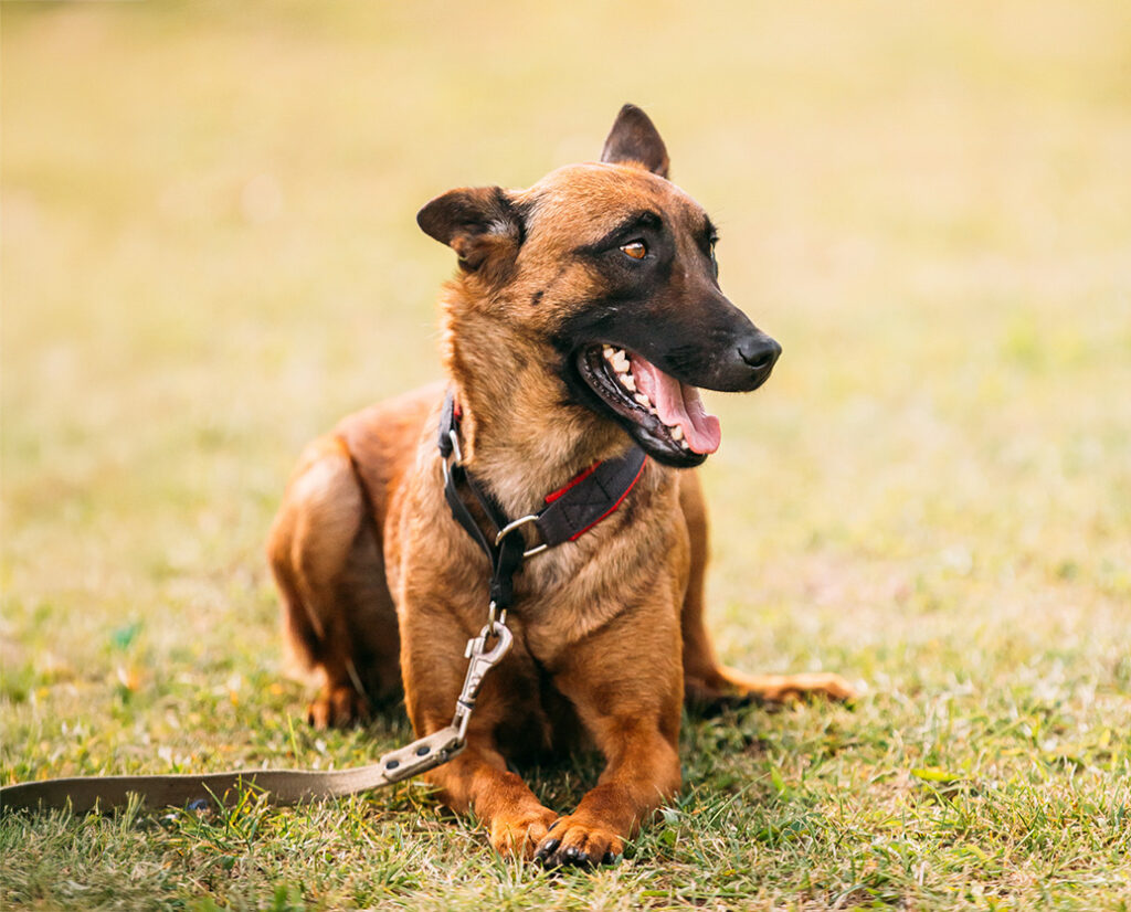 Belgian Malinois dog sitting on grass with a happy expression, wearing a red harness.