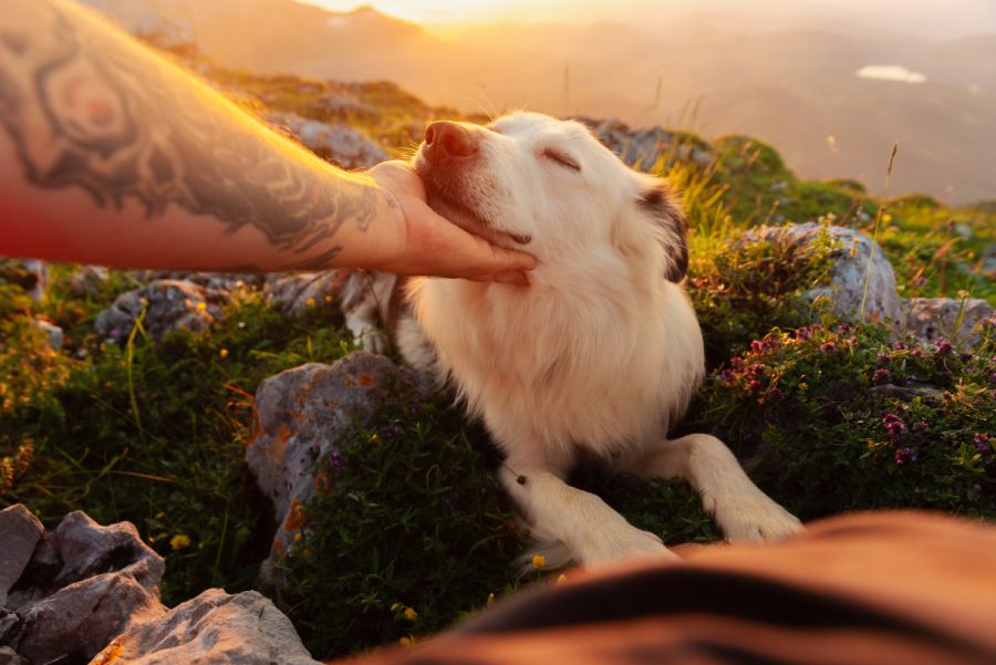 A tattooed hand pets a content white dog during a mountain sunset.