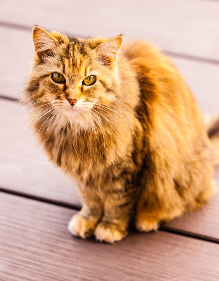 Long-haired cat with amber eyes looking at the camera on a wooden floor.