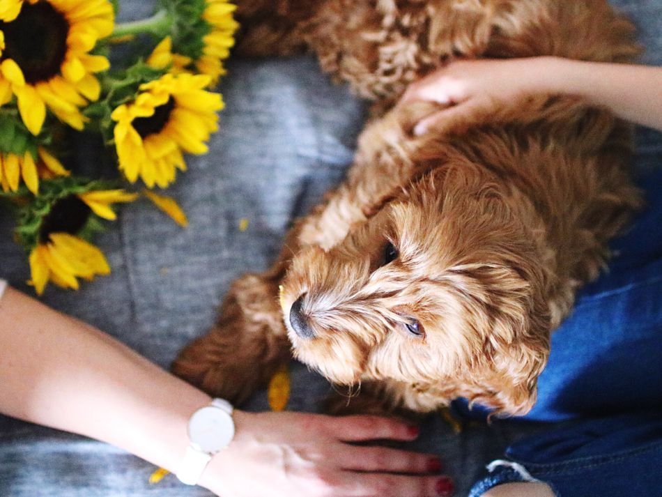A person petting a brown dog next to sunflowers on a gray textile.