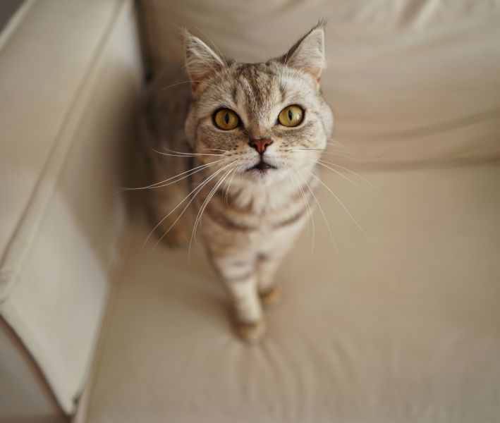 A curious gray tabby cat with striking yellow eyes looking up at the camera.