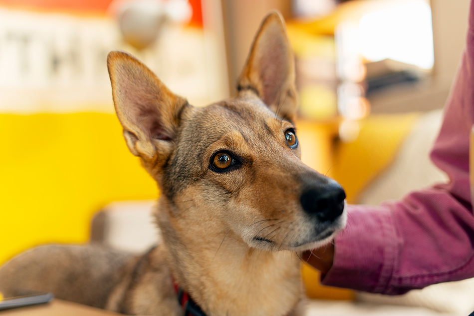Close-up of a brown dog being petted by a person with a purple sleeve.