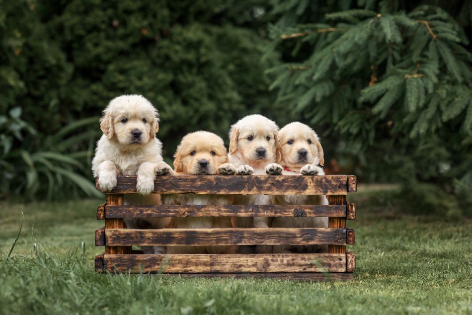 Five golden retriever puppies peering out of a wooden crate outdoors.