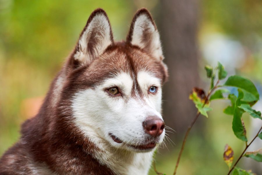 Close-up of a Siberian Husky with blue and brown eyes in a natural setting.