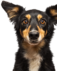 Portrait of a tricolor dog with alert ears and expressive eyes against a white background.