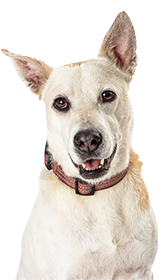 Portrait of a light tan dog wearing a collar, with a gentle expression, isolated on a white background.