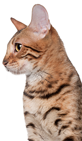 Profile of a brown tabby cat with distinct stripes, looking to the side, isolated on white background.