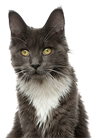Close-up of a majestic grey and white Maine Coon cat with intense yellow eyes.