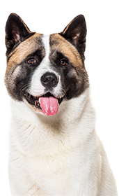 Akita dog with a happy expression and tongue out, isolated on a white background.