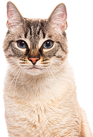 A close-up portrait of a tabby cat with striking amber eyes on a white background.