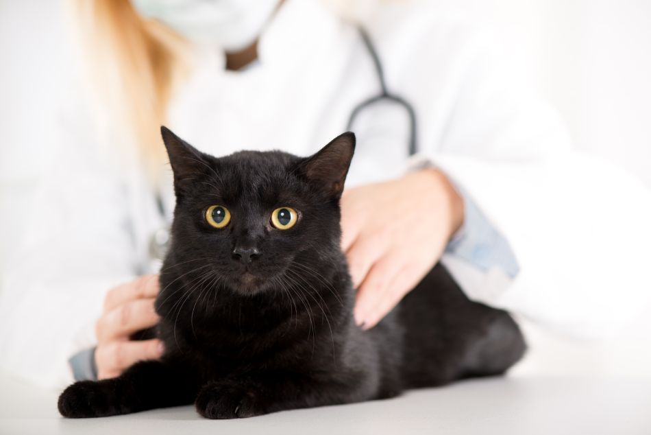Black cat sitting calmly on vet's examination table, being held by a veterinarian.