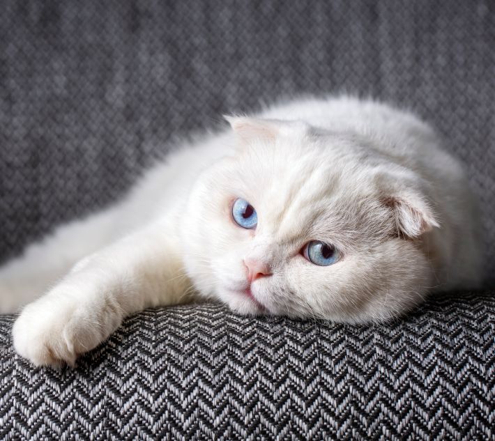 A white cat with striking blue eyes lounging on a gray herringbone fabric.